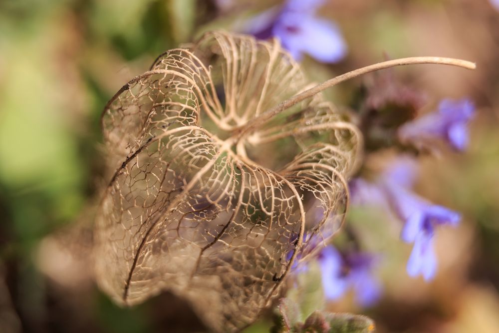 Im Garten II