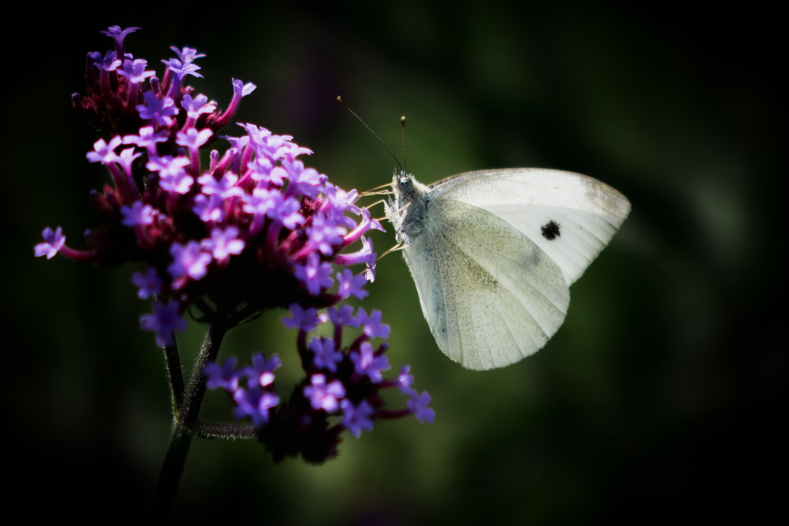 im Garten II