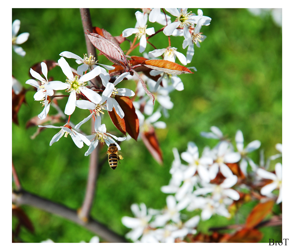 im Garten III