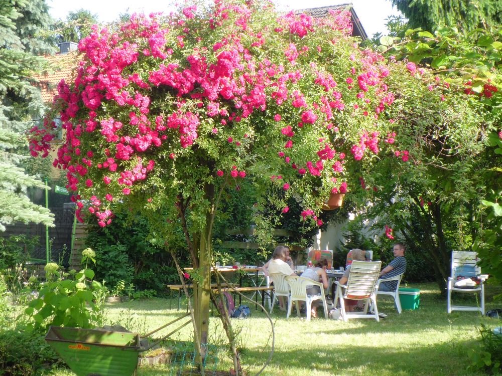 Im Garten im Sommer vor ein paar Jahren