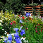 Im Garten in Wanfried Helldra in Deutschland bei Karin und Uwe Offner