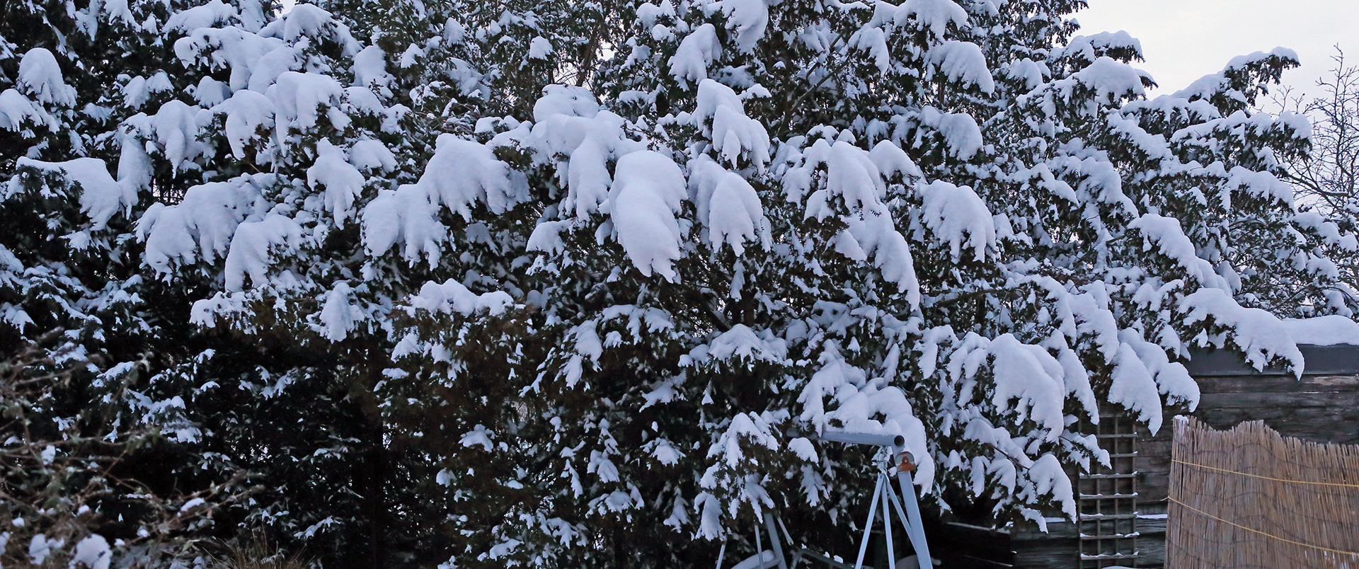 Im Garten ist bei mir fast alles anders...und so ist das die Hälfte einer Hecke aus Eiben...