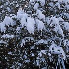 Im Garten ist bei mir fast alles anders...und so ist das die Hälfte einer Hecke aus Eiben...