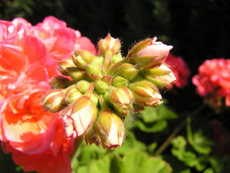 Im Garten meiner Eltern