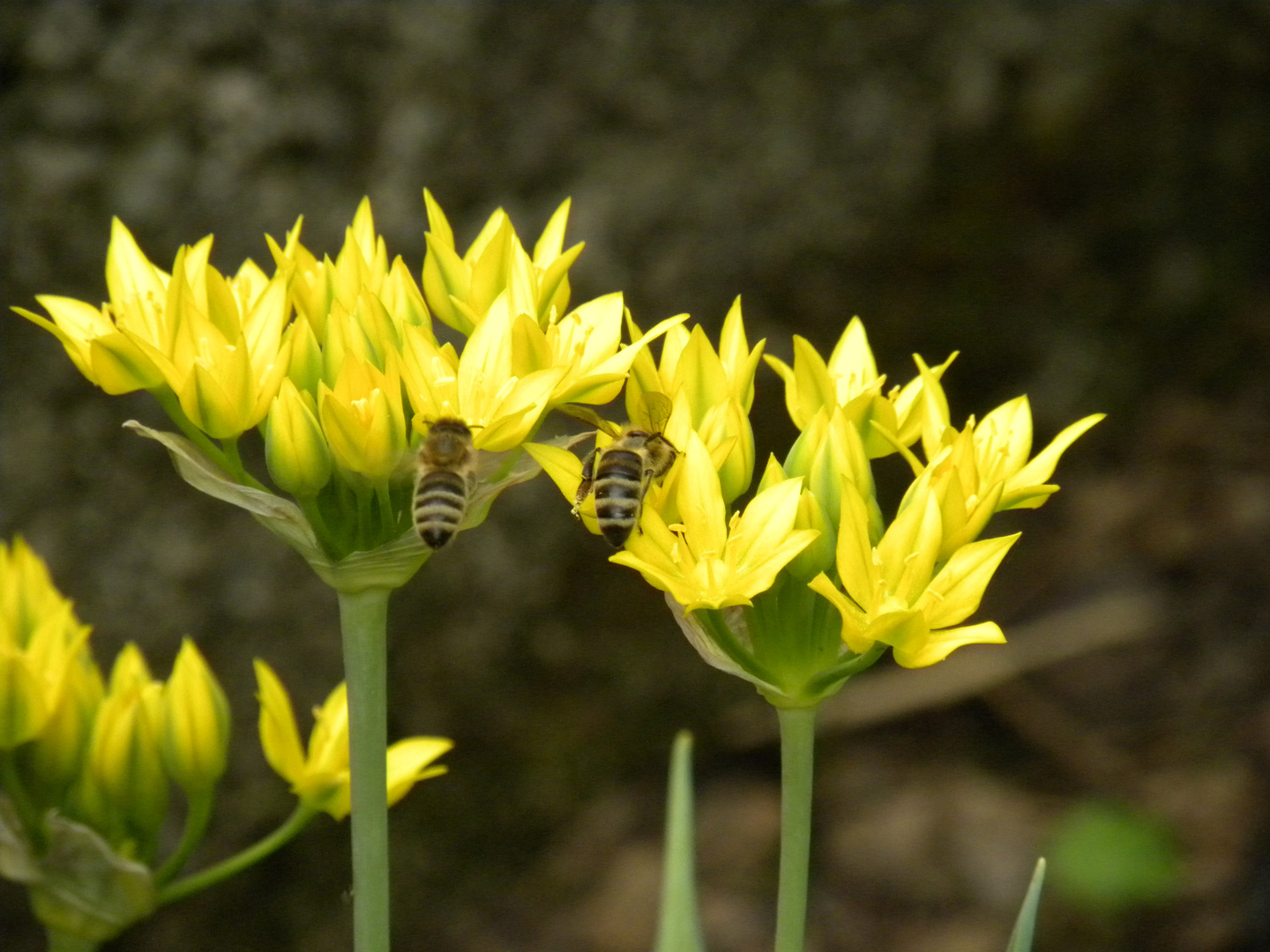 im garten meiner eltern