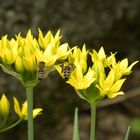 im garten meiner eltern