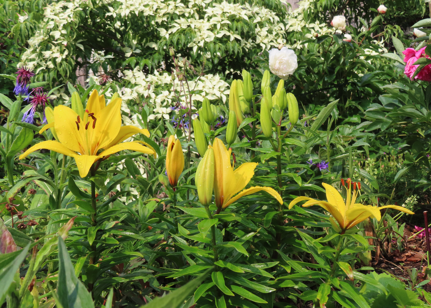 im Garten meiner Freundin 