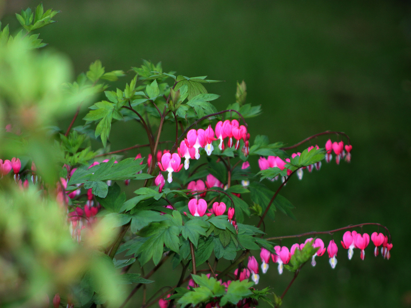 im Garten meines Nachbarn .....