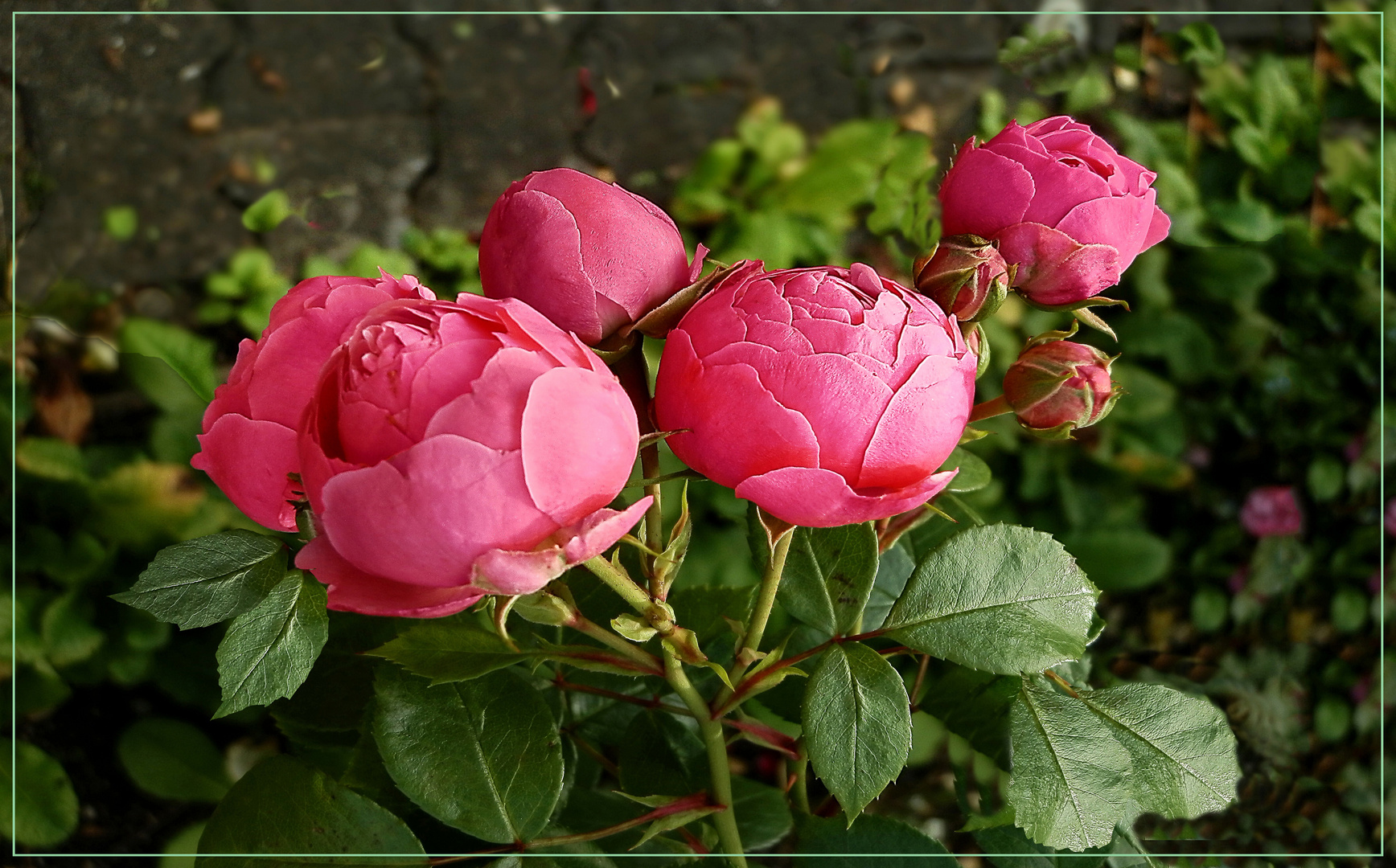 Im Garten mit Busch Rosen Foto & Bild blumen , natur