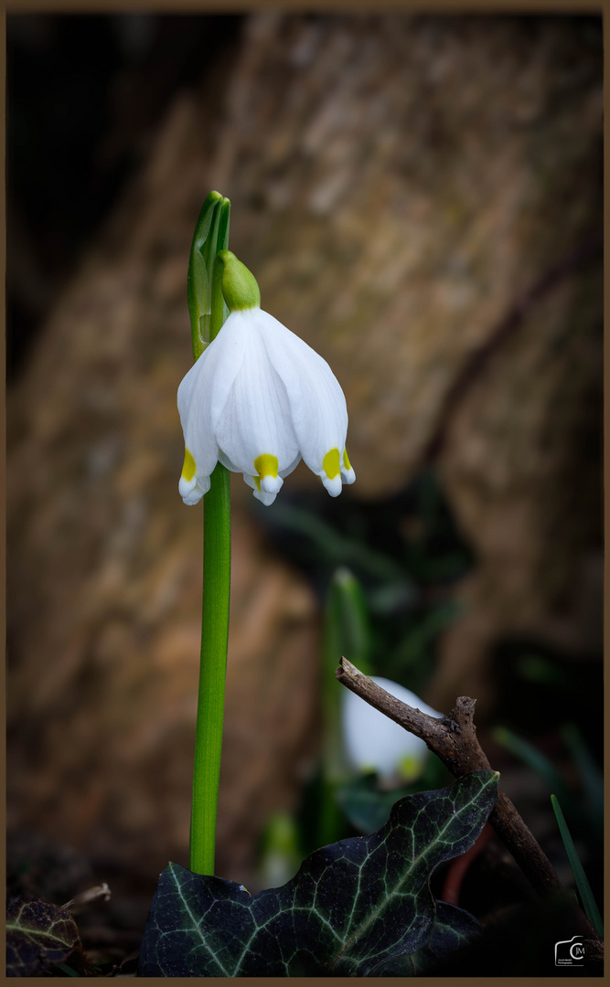 Im Garten mit dem Makro