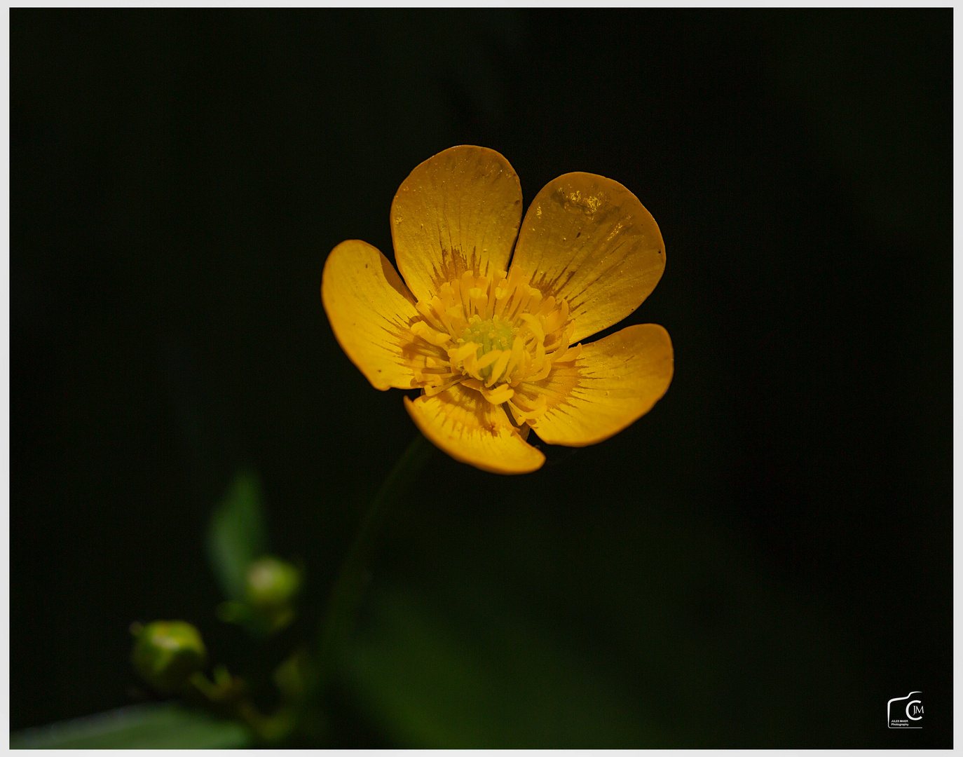 Im Garten mit dem Makro