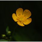 Im Garten mit dem Makro