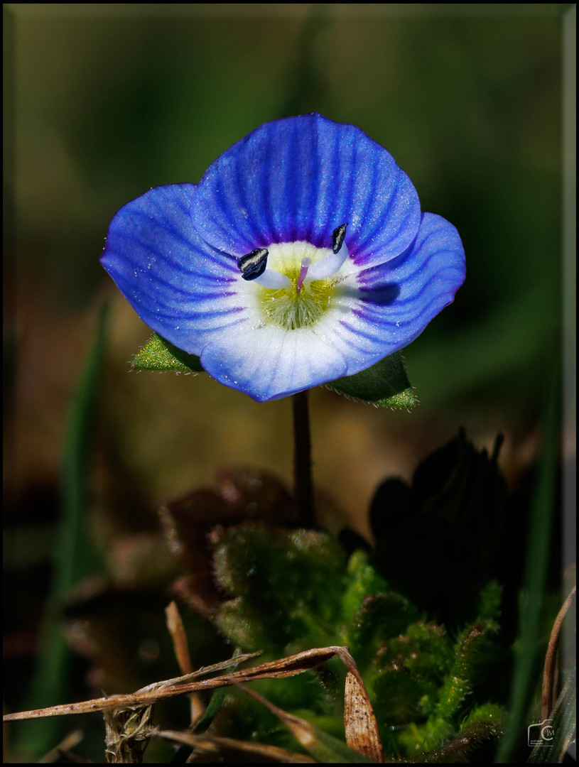 Im Garten mit dem Makro