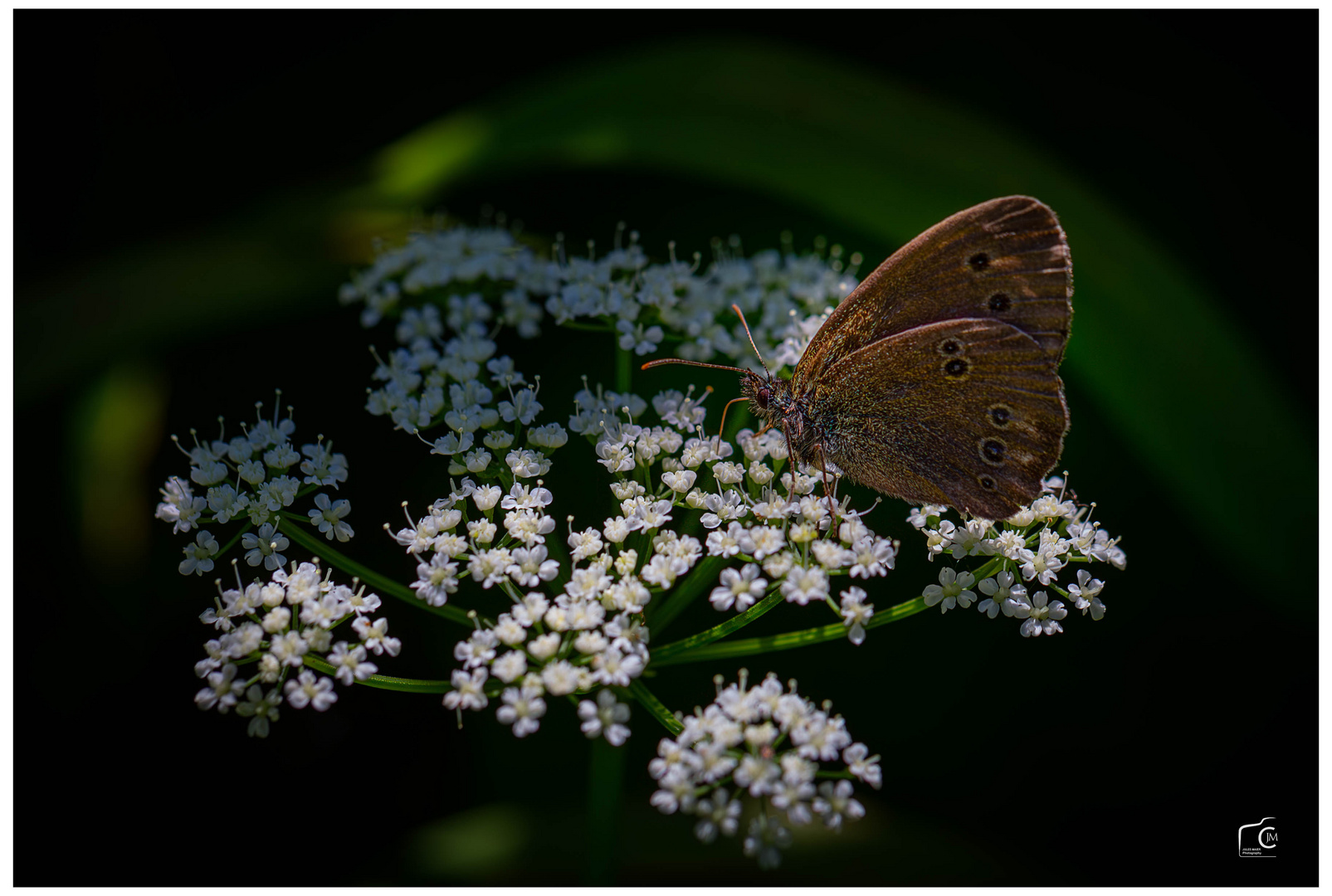 Im Garten mit dem Makro