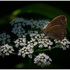 Im Garten mit dem Makro