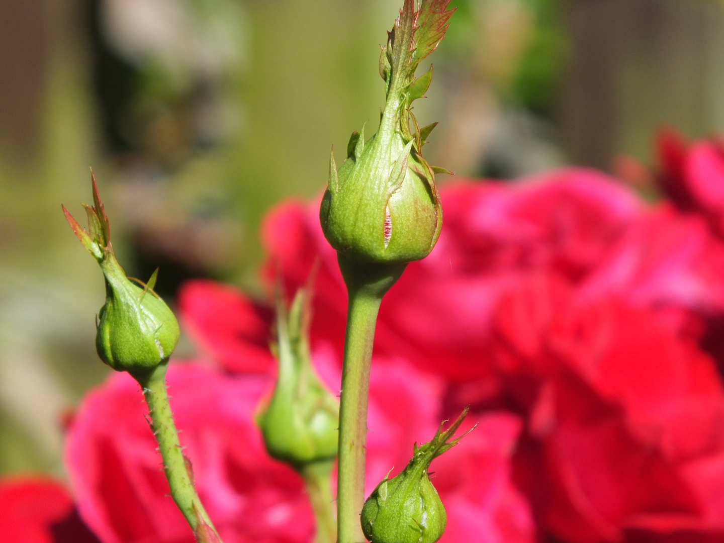 Im Garten mit der neuen........