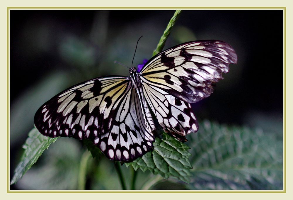  Im Garten  mit einem  Schmetterling