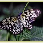  Im Garten  mit einem  Schmetterling