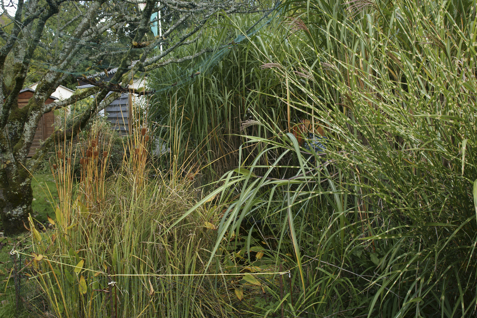 Im Garten Oktober 2017