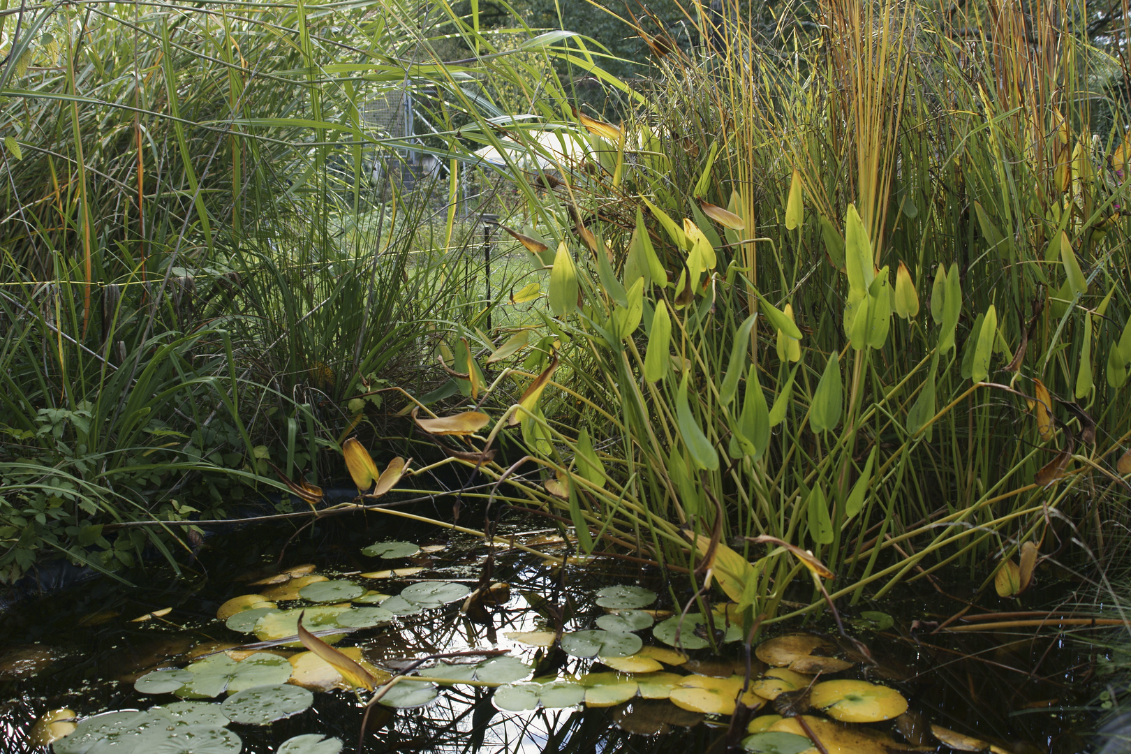 Im Garten Oktober 2017