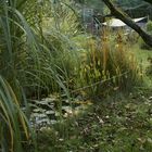 Im Garten Oktober 2017