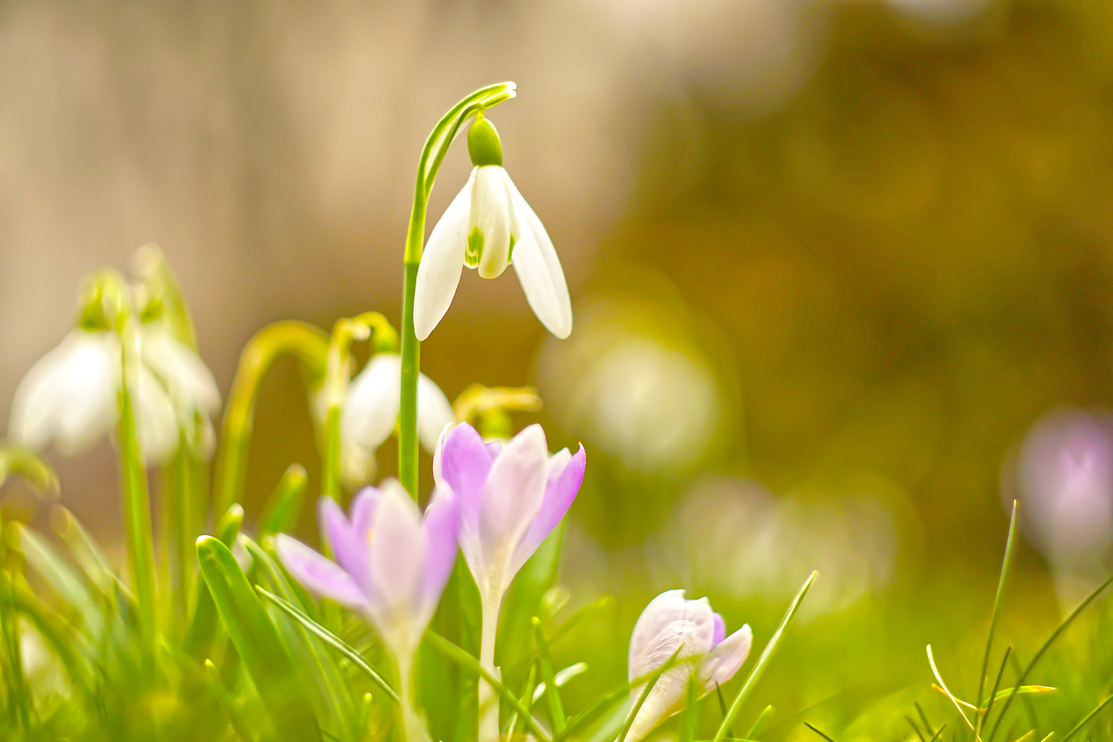 Im Garten regt sich Leben