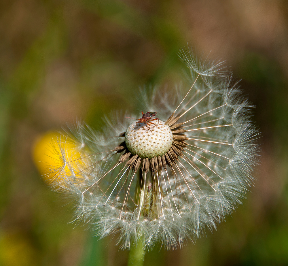 Im Garten seh ich ihn nicht gerne, aber für ein Foto ist es OK....