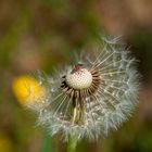 Im Garten seh ich ihn nicht gerne, aber für ein Foto ist es OK....