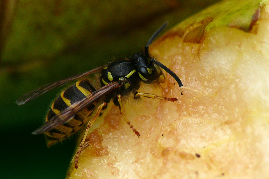 Im Garten sind die Birnen reif