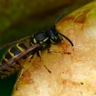 Im Garten sind die Birnen reif