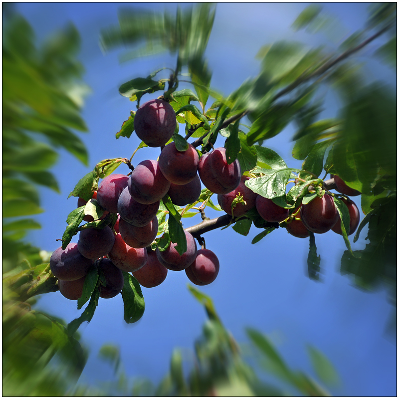 Im Garten sind die Pflaumen reif