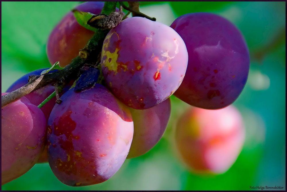 Im Garten sind die Pflaumen reif Foto &amp; Bild | jahreszeiten, sommer ...