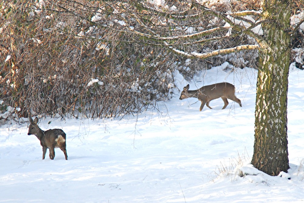 Im Garten sind die Rehe los ;-))