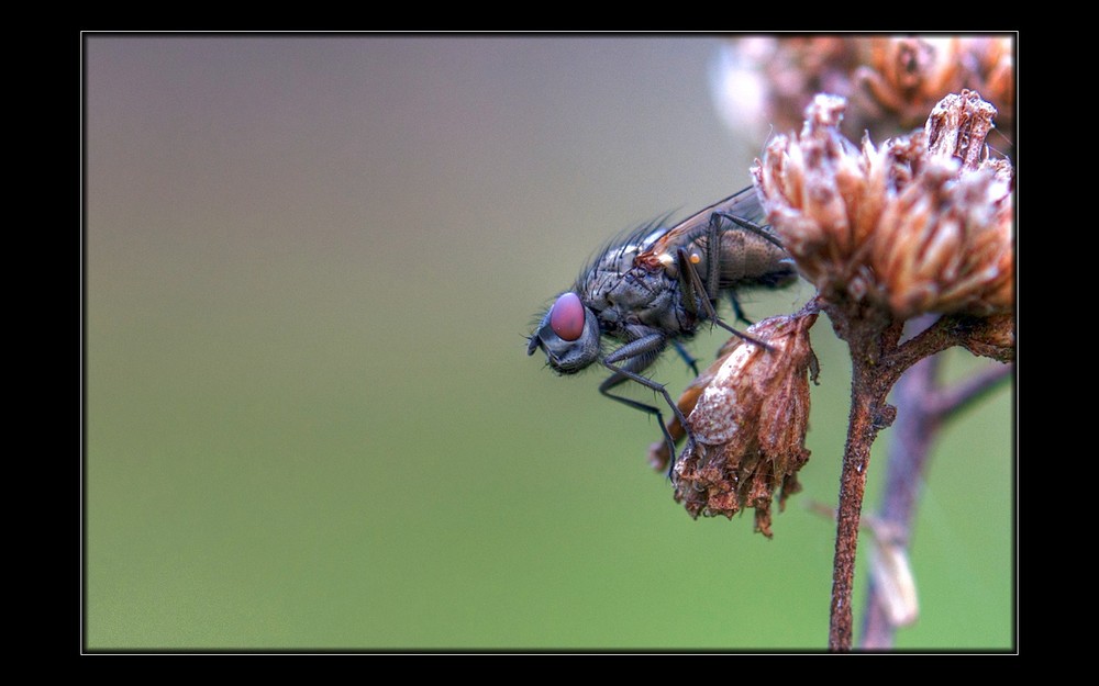 im Garten sitzend @60mm