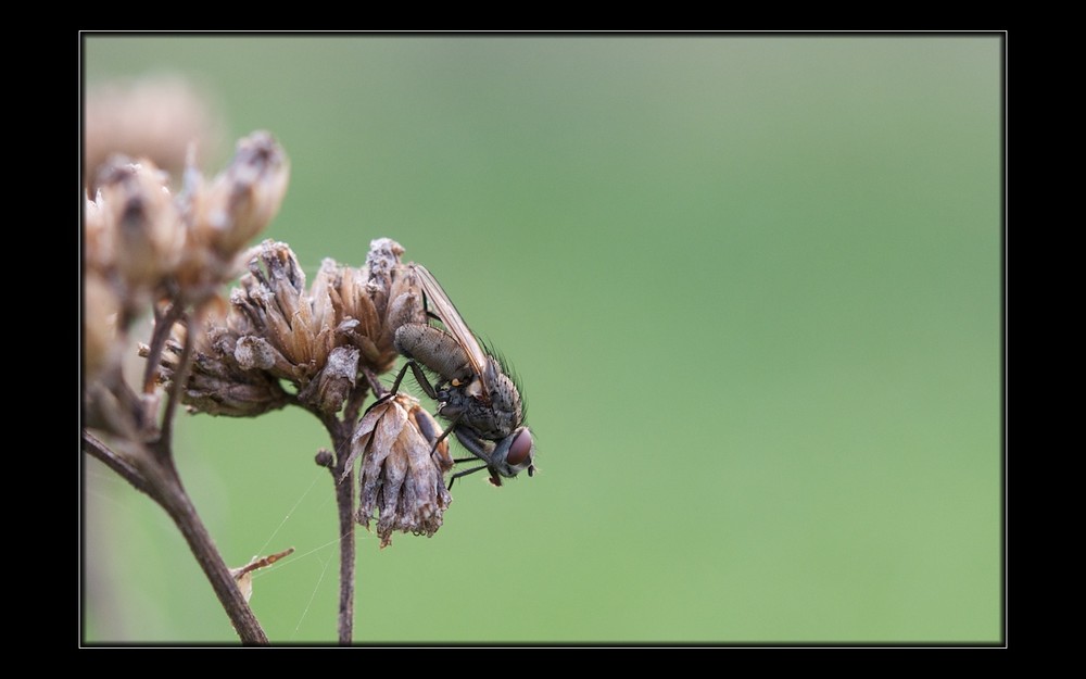 im Garten sitzend @60mm