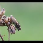 im Garten sitzend @60mm