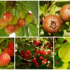 Im Garten tut sich was im Frühsommer ....Spezial