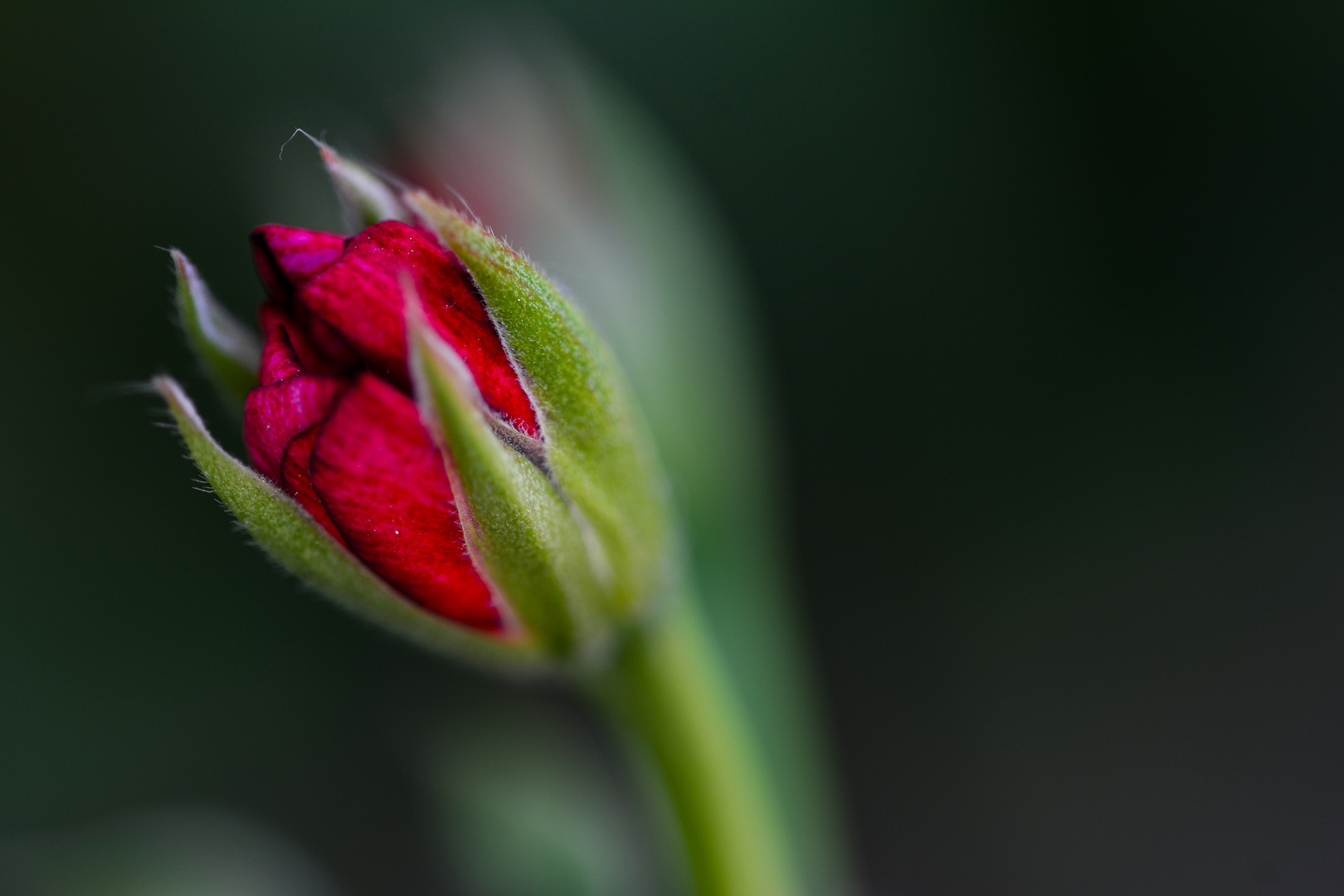 Im Garten und beim Spaziergang 