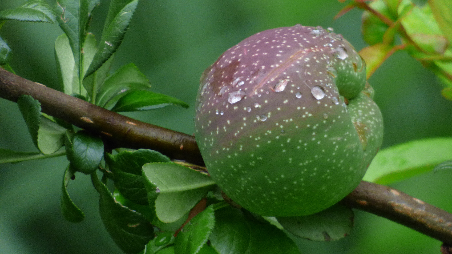  Im Garten und unterwegs 