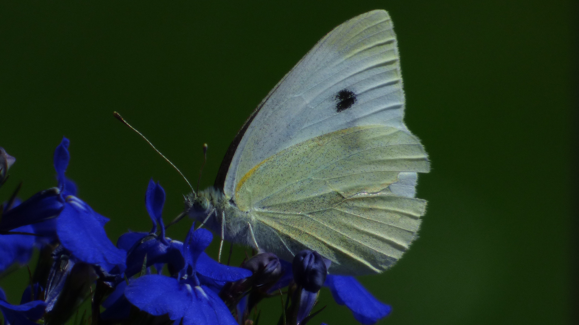  Im Garten und unterwegs 