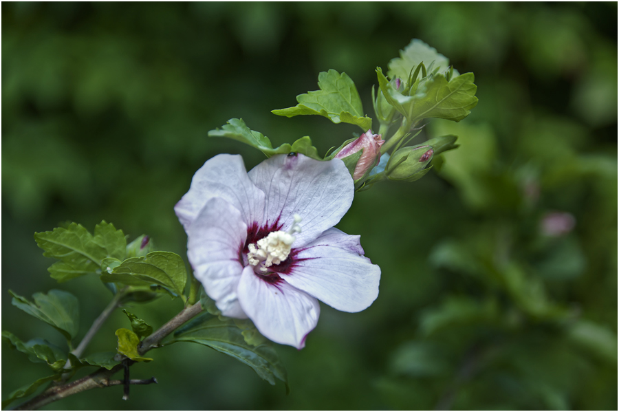 im Garten unterwegs 1