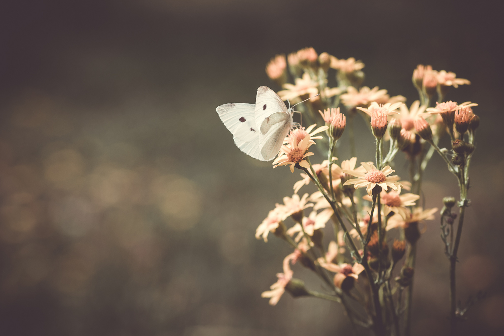 Im Garten unterwegs