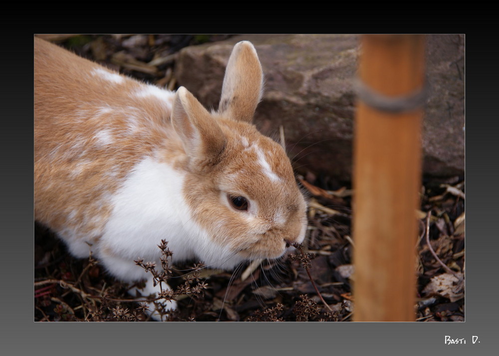 Im Garten unterwegs.