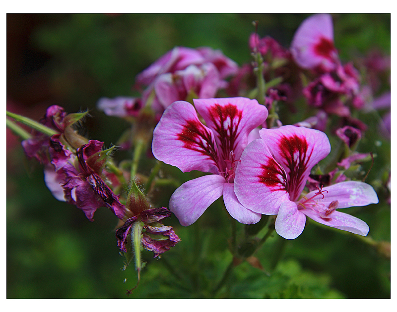 Im Garten vom II...