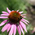 Im Garten vom Kloster Benediktbeuern