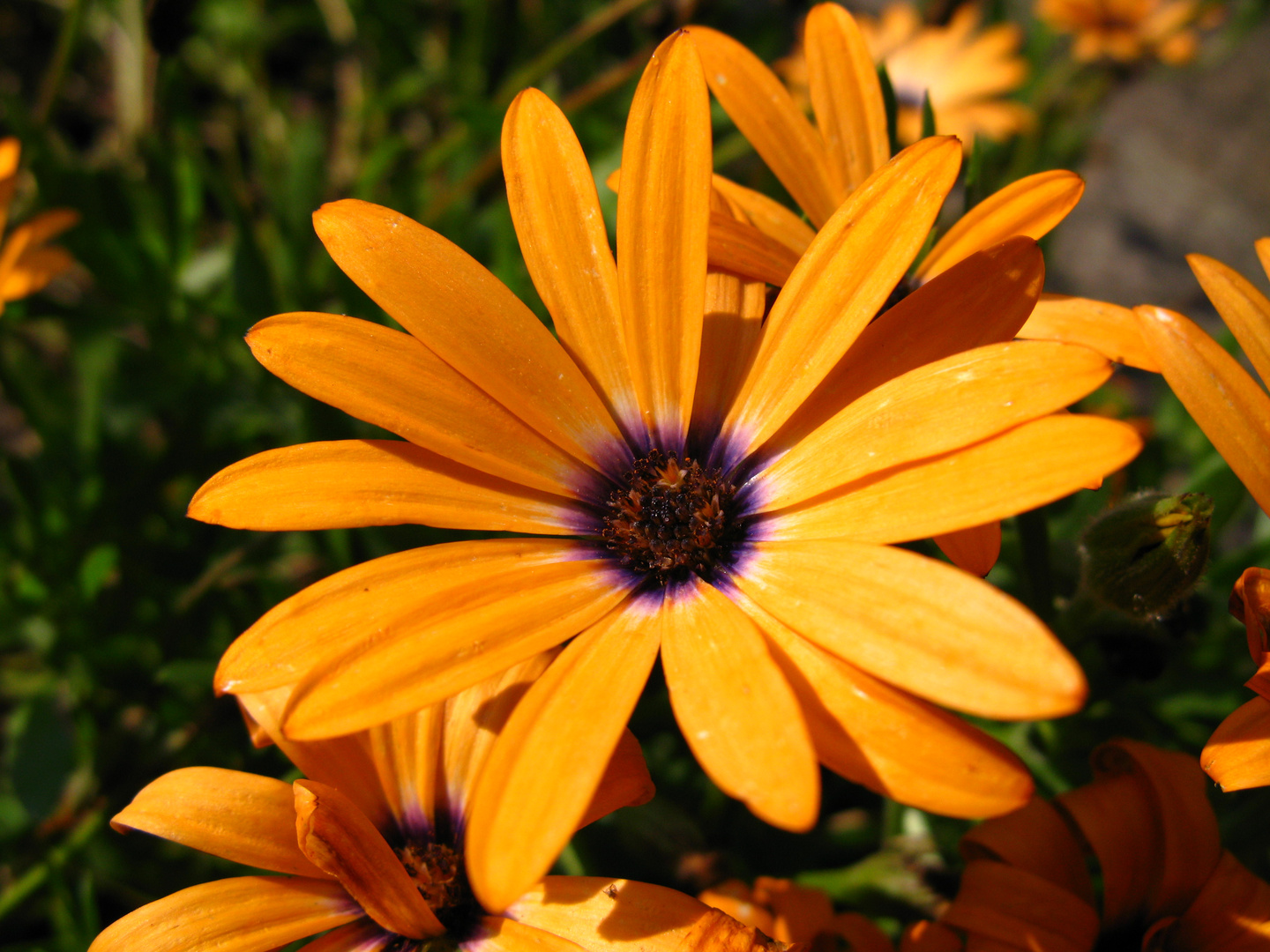 Im Garten vom Nachbarn