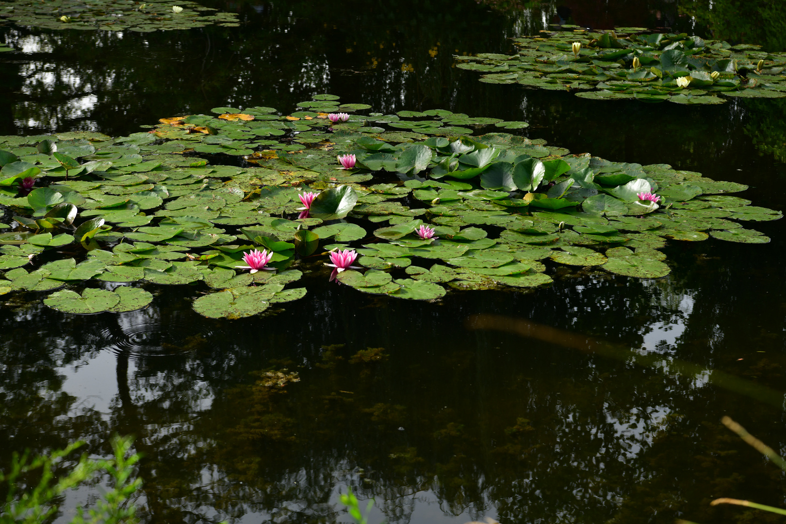 Im Garten von Claude Monet II