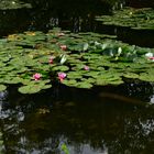 Im Garten von Claude Monet II