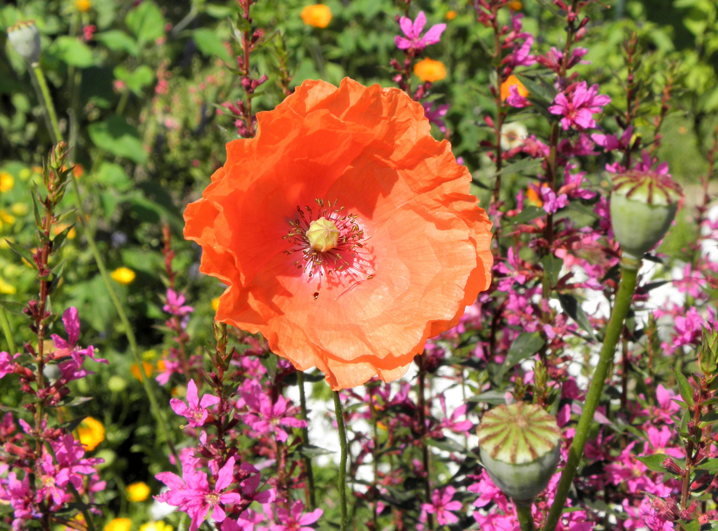 Im Garten von Emil Nolde