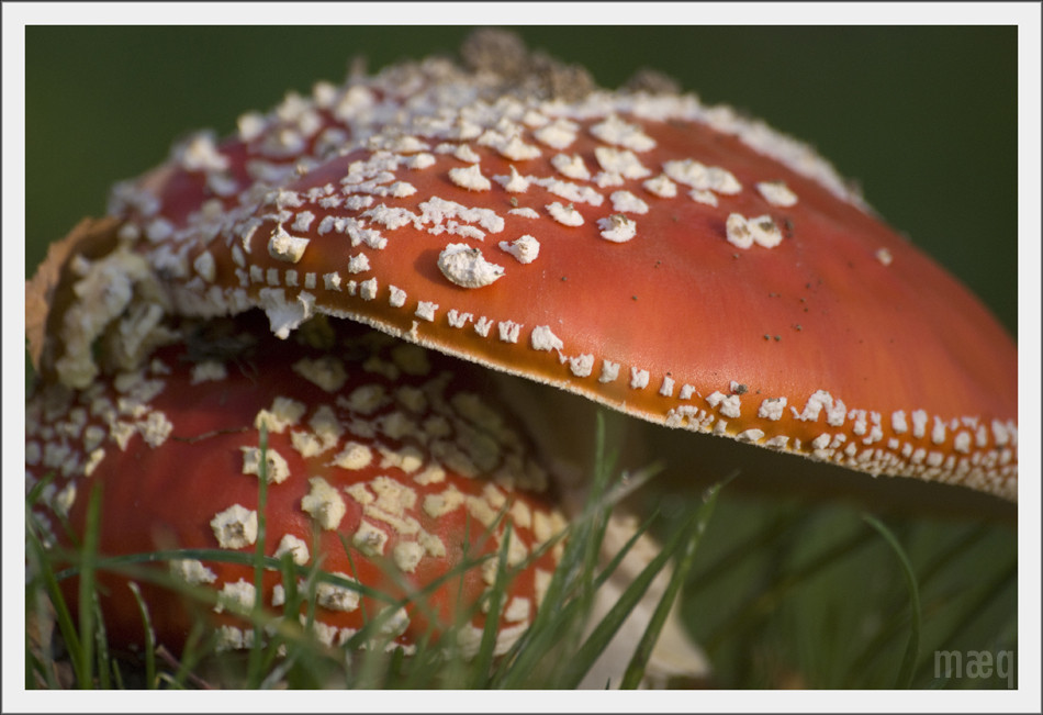 Im Garten von Frau Pfarrerin